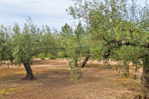 Finca i Ginestar, Tarragona, Ginestar - € 36.000 | Ref: CC827 - foto 12